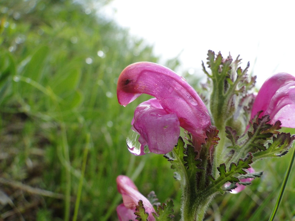 Pedicularis gyroflexa